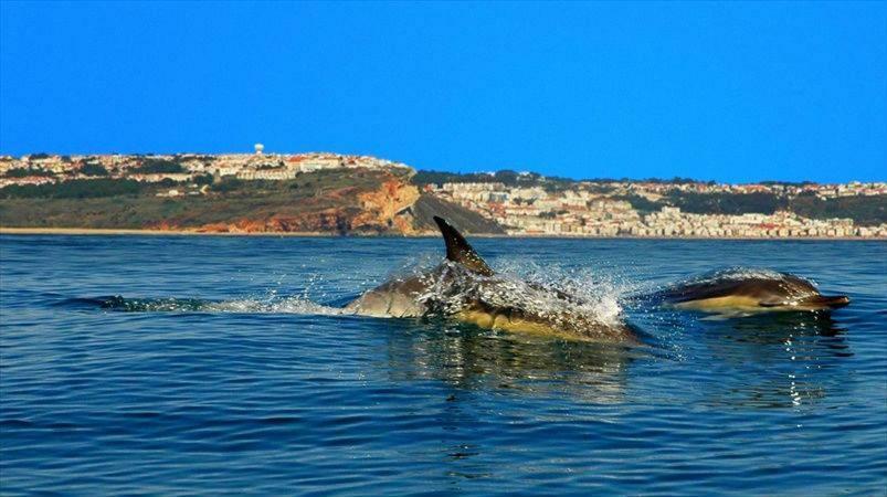 Nazare - The Little Star Villa ภายนอก รูปภาพ